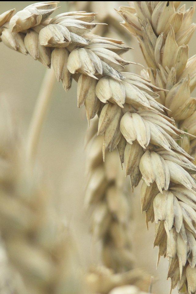 Обои поле, пшеница, колос, field, wheat, ear разрешение 1920x1200 Загрузить