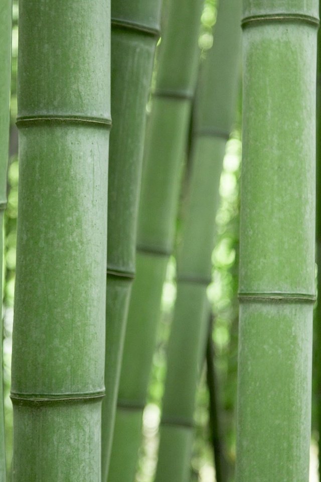 Обои зелёный, бамбук, green, bamboo разрешение 1920x1200 Загрузить