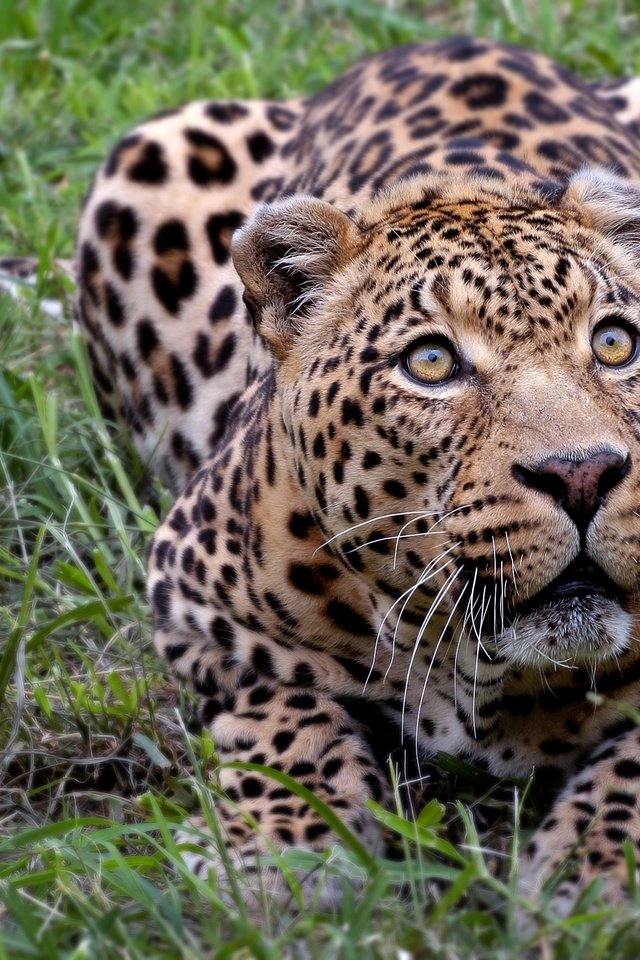 Обои леопард, африка, киса, leopard, africa, kitty разрешение 2560x1600 Загрузить