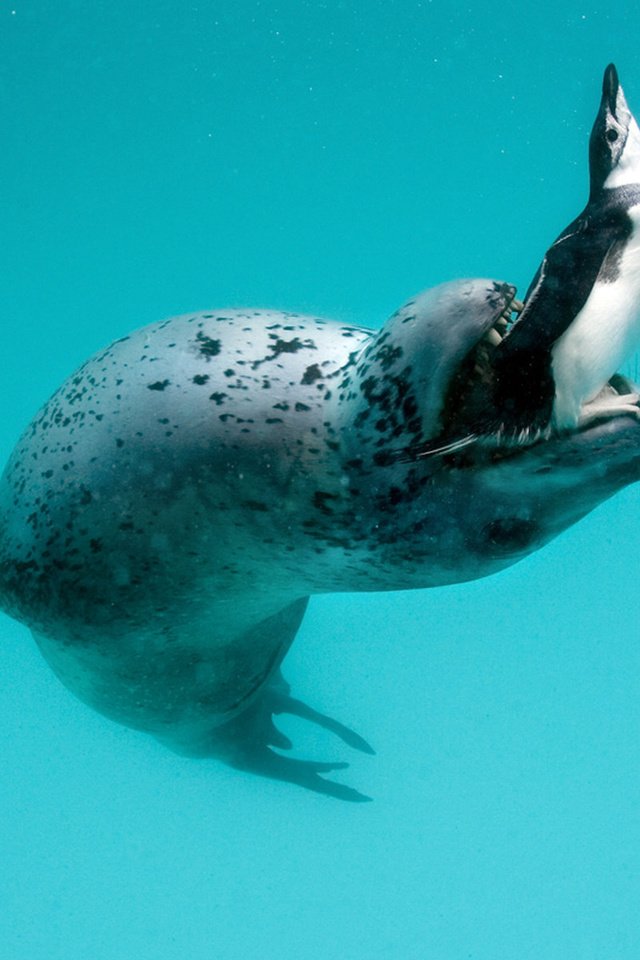 Обои пингвин, морской леопард, leopard seal, hydrurga leptonyx, antarctic peninsula, penguin, sea leopard разрешение 1920x1200 Загрузить