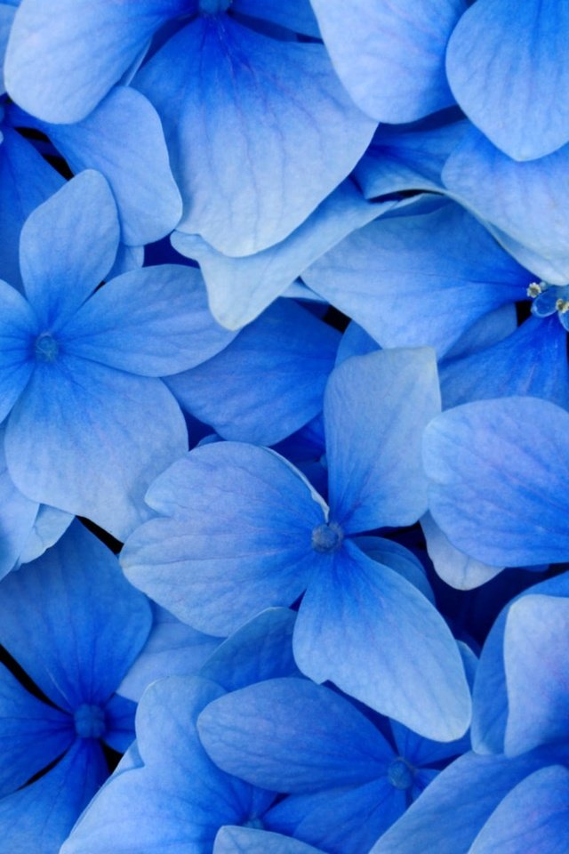 Обои цветы, лепестки, голубая, flowers, petals, blue разрешение 2560x1600 Загрузить