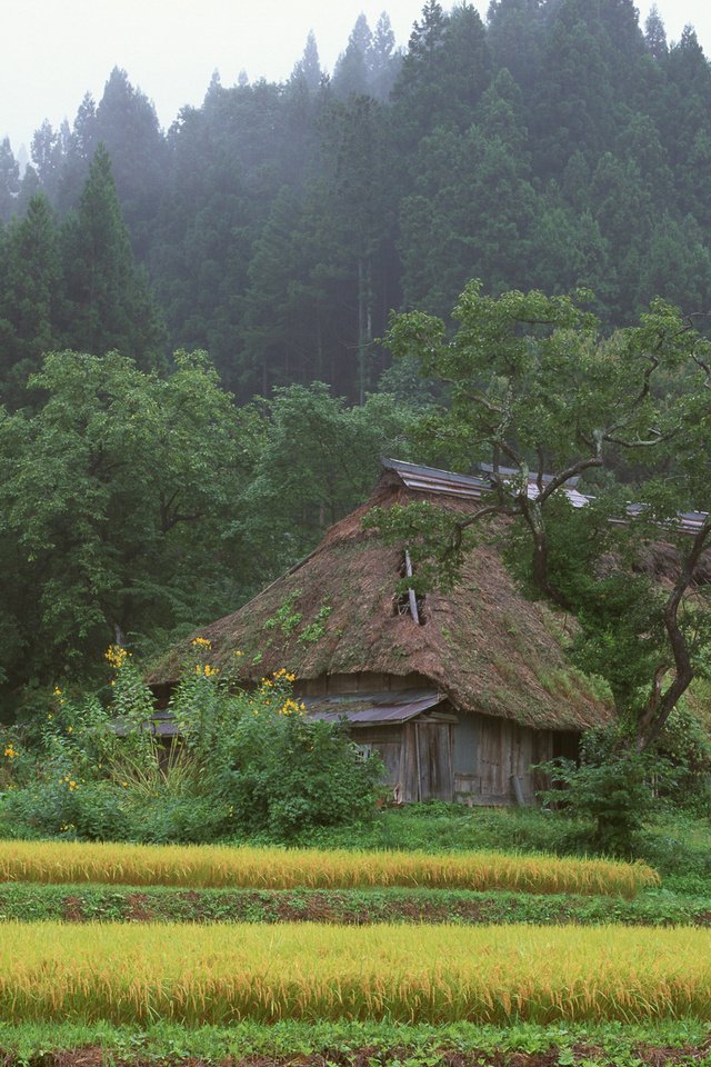 Обои лес, япония, дом, forest, japan, house разрешение 2560x1600 Загрузить