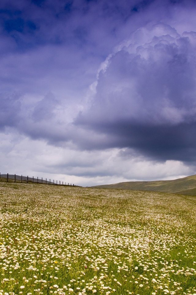 Обои небо, цветы, облака, поле, забор, the sky, flowers, clouds, field, the fence разрешение 2560x1600 Загрузить