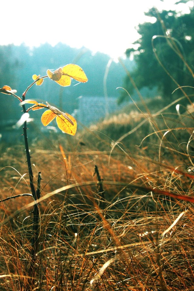 Обои трава, листья, осень, grass, leaves, autumn разрешение 3888x2592 Загрузить