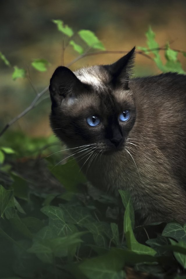 Обои трава, животные, кот, сиамский, голубоглазый, grass, animals, cat, siamese, blue-eyed разрешение 1920x1200 Загрузить