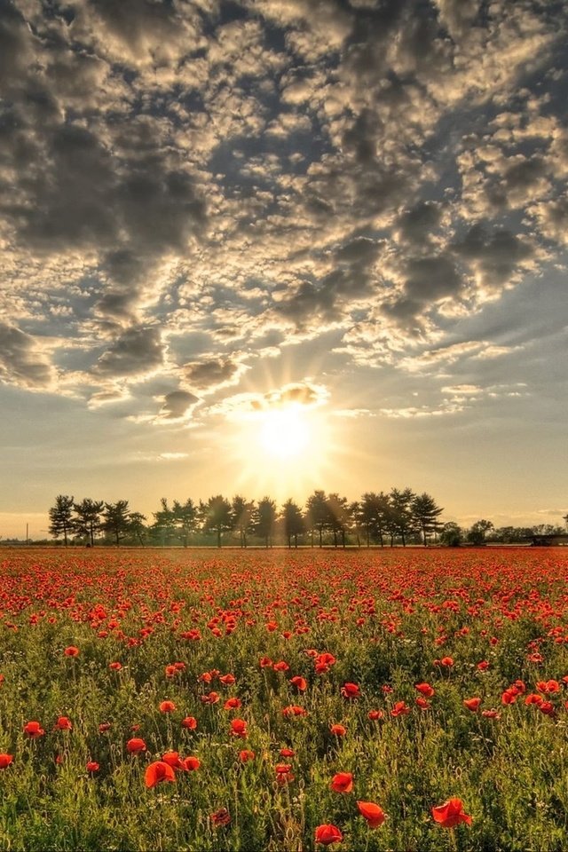 Обои облака, солнце, поле, красные, маки, clouds, the sun, field, red, maki разрешение 1920x1200 Загрузить