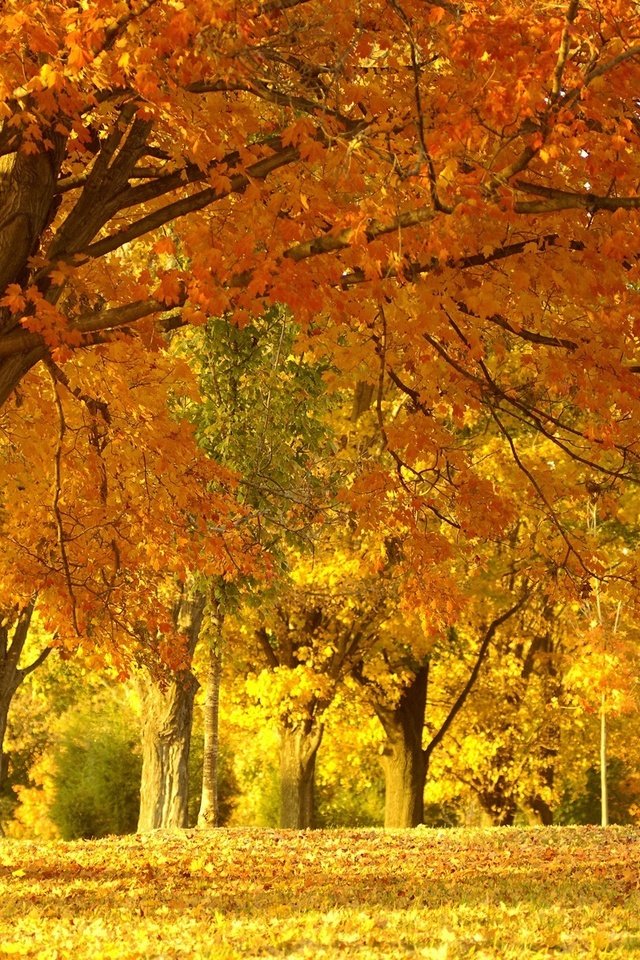 Обои деревья, природа, лес, пейзаж, парк, листва, осень, красота, trees, nature, forest, landscape, park, foliage, autumn, beauty разрешение 1920x1200 Загрузить