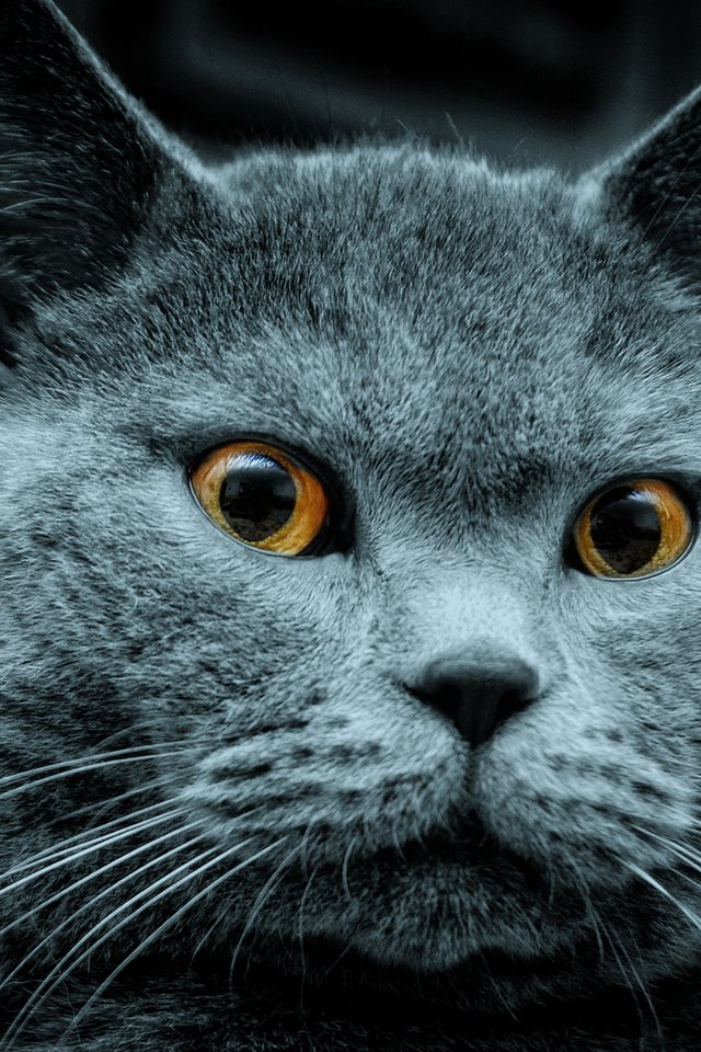 Обои кот, серый, кого-то, увидел, cat, grey, someone, saw разрешение 1920x1200 Загрузить