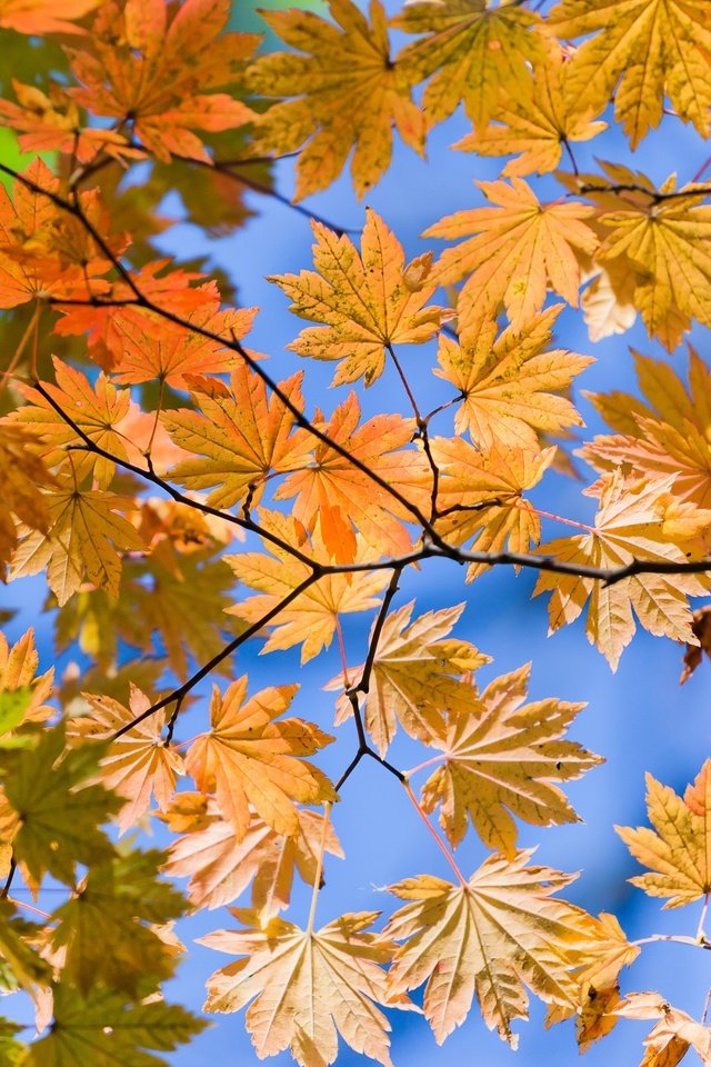 Обои листья, ветки, вид, осень, желтые, снизу, autumn lifs, leaves, branches, view, autumn, yellow, bottom разрешение 3600x2400 Загрузить