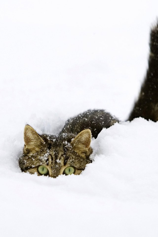 Обои снег, зима, кот, прячется, snow, winter, cat, hiding разрешение 1920x1200 Загрузить