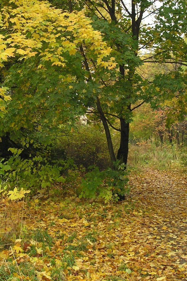 Обои деревья, листья, парк, ветки, осень, trees, leaves, park, branches, autumn разрешение 2048x1536 Загрузить