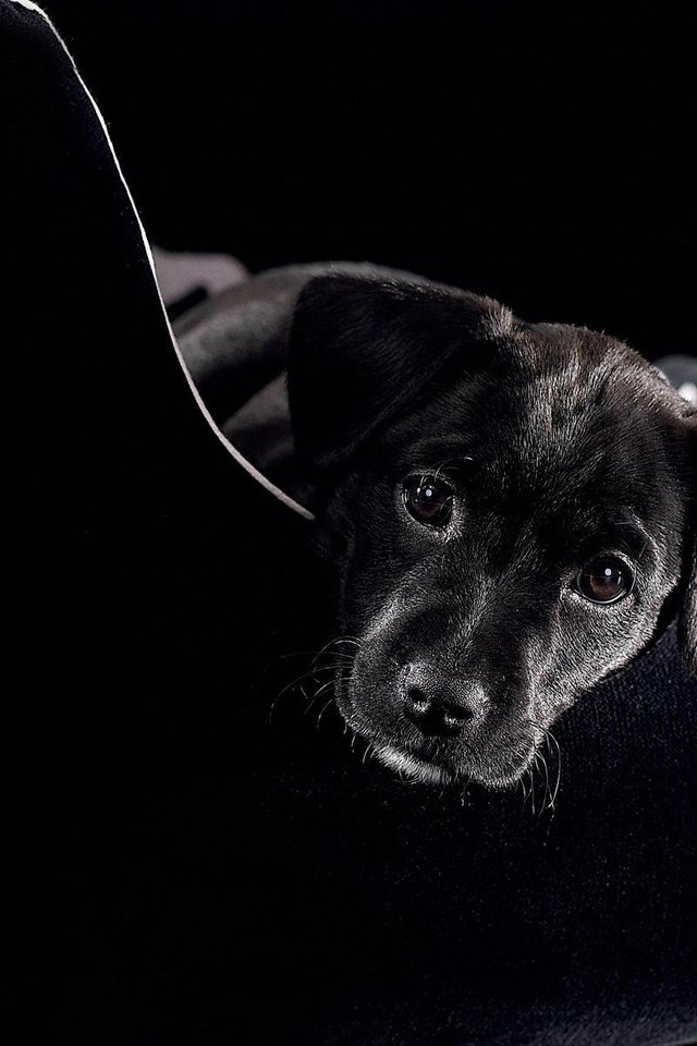 Обои морда, смотрит, черный, щенок, пес, диван, face, looks, black, puppy, dog, sofa разрешение 1920x1200 Загрузить