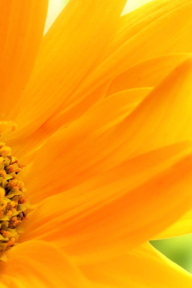 Обои природа, макро, подсолнух, nature, macro, sunflower разрешение 1920x1200 Загрузить