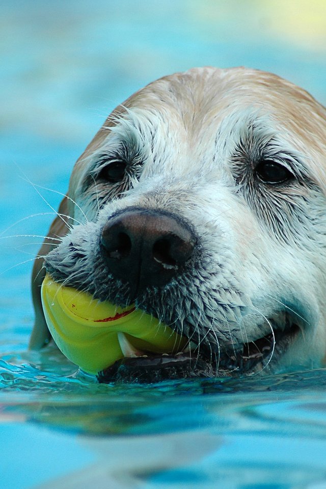 Обои вода, собака, лист, плывет, water, dog, sheet, floats разрешение 1920x1200 Загрузить