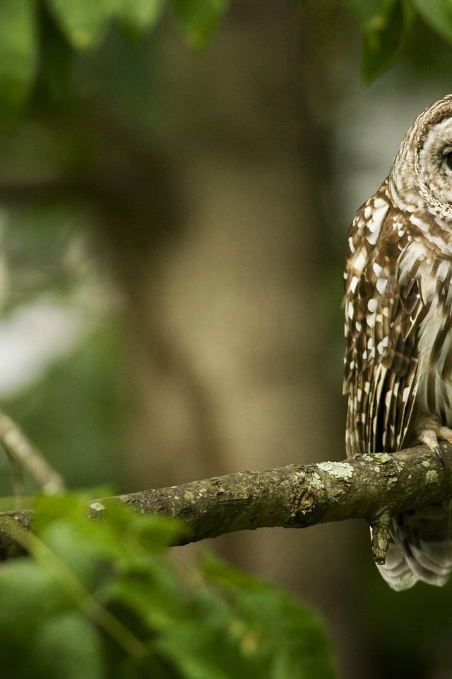 Обои сова, ветка, лес, птица, клюв, перья, неясыть, owl, branch, forest, bird, beak, feathers разрешение 2560x1600 Загрузить