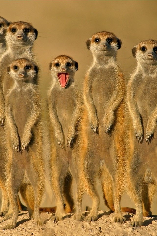 Обои группа, зверьки, сурикаты, group, animals, meerkats разрешение 1920x1200 Загрузить