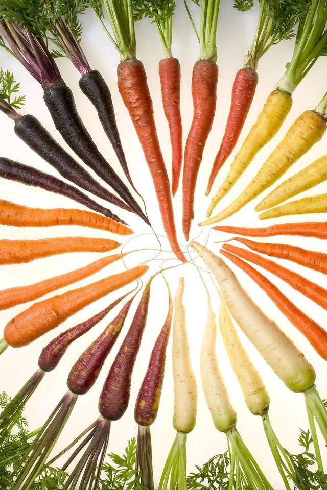 Обои еда, морковь, изобилие цвета, food, carrots, a profusion of color разрешение 2700x1675 Загрузить