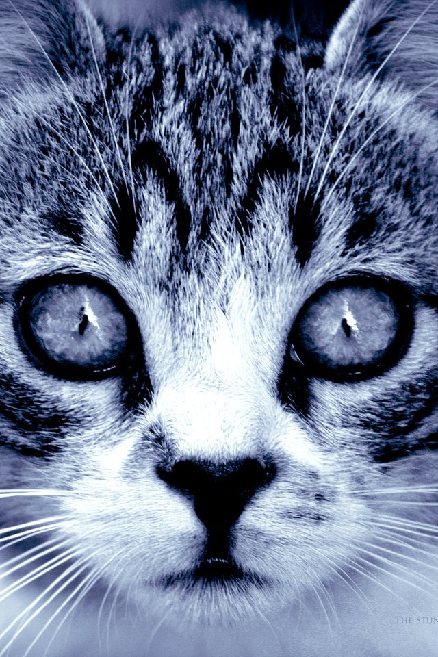 Обои глаза, кошка, взгляд, хищник, eyes, cat, look, predator разрешение 1900x1200 Загрузить