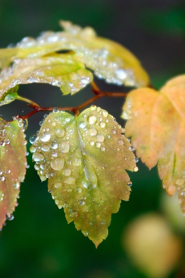 Обои ветка, листья, зелёный, капли, осень, капли воды, branch, leaves, green, drops, autumn, water drops разрешение 2560x1600 Загрузить