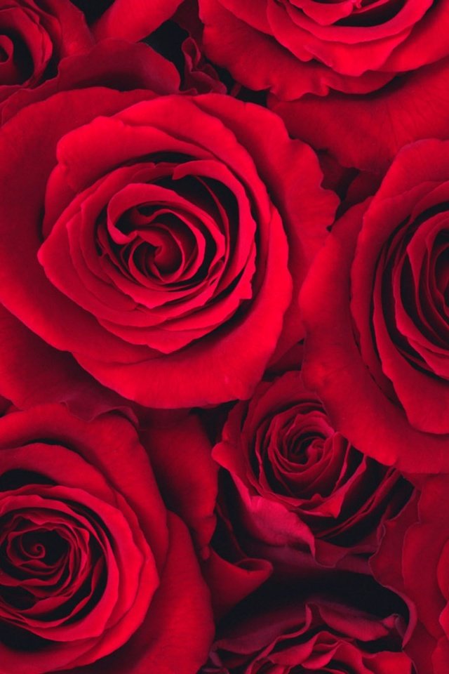 Обои розы, бутон, roses, bud разрешение 2560x1600 Загрузить
