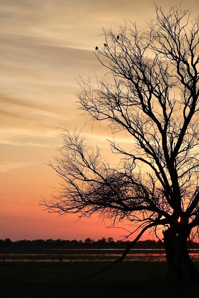 Обои дерево, закат, ветки, tree, sunset, branches разрешение 1920x1200 Загрузить