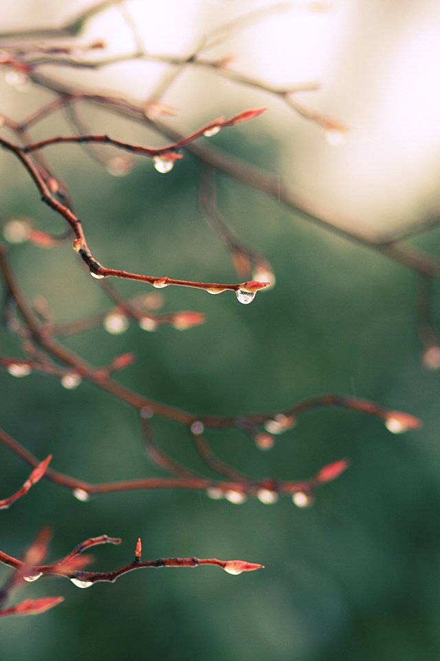 Обои природа, зелень, макро, ветви, капли, блики, дождь, nature, greens, macro, branch, drops, glare, rain разрешение 3888x2592 Загрузить