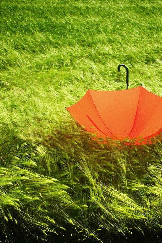 Обои трава, природа, зелёный, поле, колосья, зонт, ветер, зонтик, grass, nature, green, field, ears, umbrella, the wind разрешение 2560x1600 Загрузить