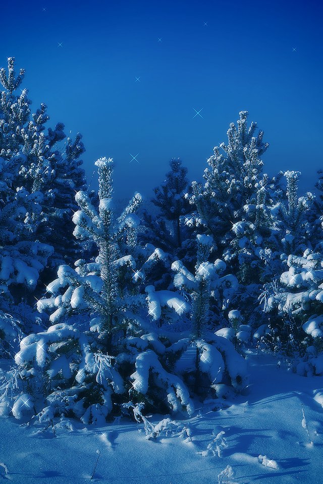 Обои деревья, снег, зима, синий, елки, trees, snow, winter, blue, tree разрешение 2560x1600 Загрузить