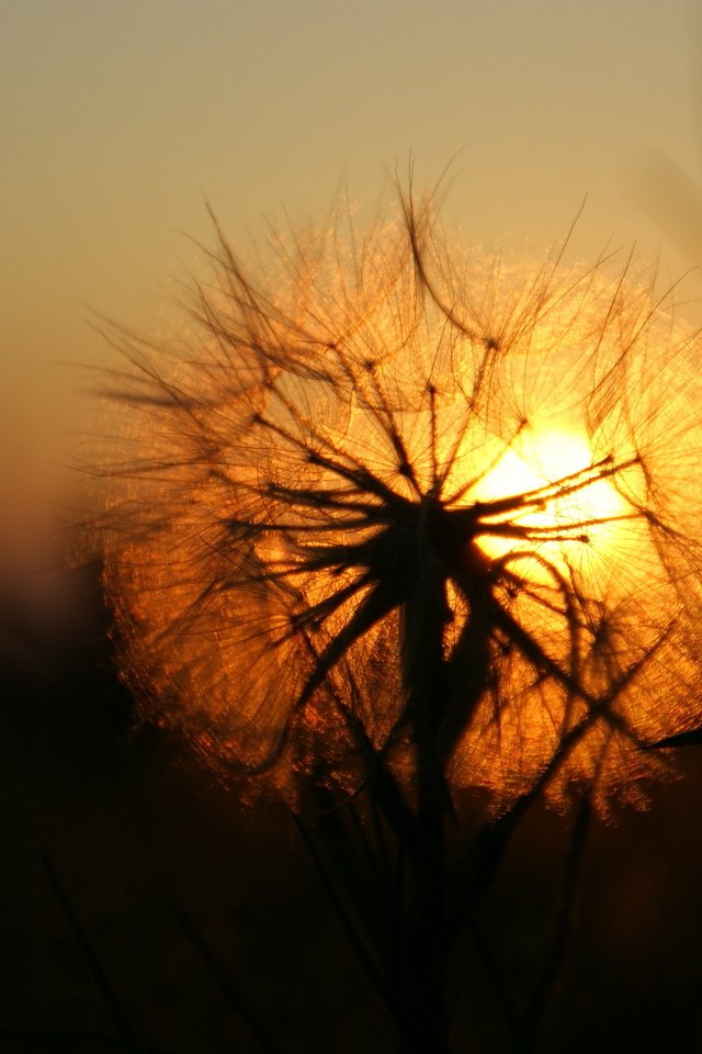 Обои солнце, закат, одуванчик, the sun, sunset, dandelion разрешение 2288x1520 Загрузить