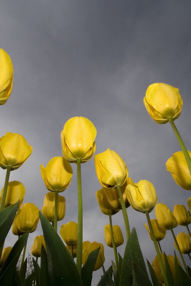 Обои небо, желтый, зелёный, роса, тюльпаны, the sky, yellow, green, rosa, tulips разрешение 1920x1200 Загрузить