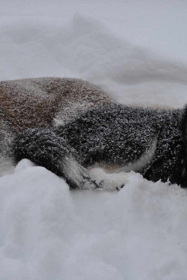 Обои снег, зима, волк, сугроб, snow, winter, wolf, the snow разрешение 3216x2136 Загрузить