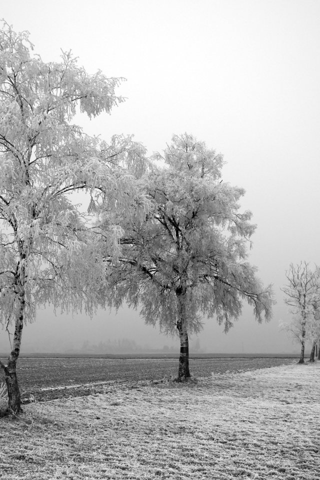 Обои дорога, деревья, зима, road, trees, winter разрешение 2560x1600 Загрузить