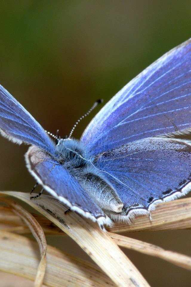 Обои макро, насекомое, синий, бабочка, крылья, лист, macro, insect, blue, butterfly, wings, sheet разрешение 1920x1440 Загрузить