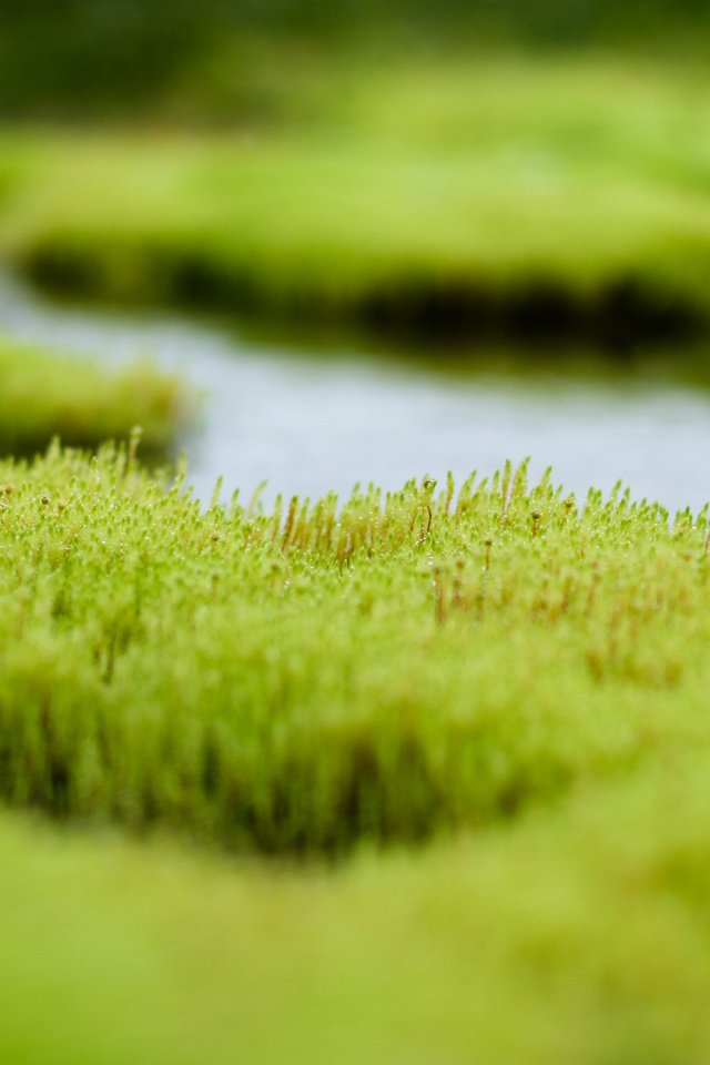 Обои трава, вода, зелень, болото, grass, water, greens, swamp разрешение 2560x1600 Загрузить