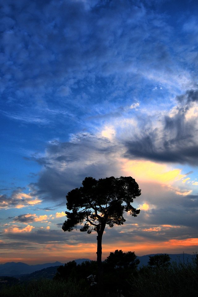 Обои небо, облака, дерево, the sky, clouds, tree разрешение 2560x1600 Загрузить