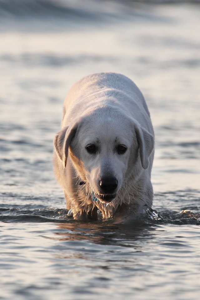 Обои вода, собака, лабрадор, water, dog, labrador разрешение 1920x1200 Загрузить