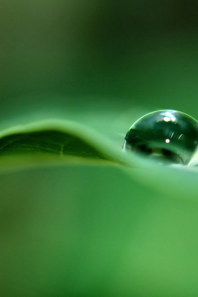 Обои зелёный, капля, лист, green, drop, sheet разрешение 2560x1600 Загрузить