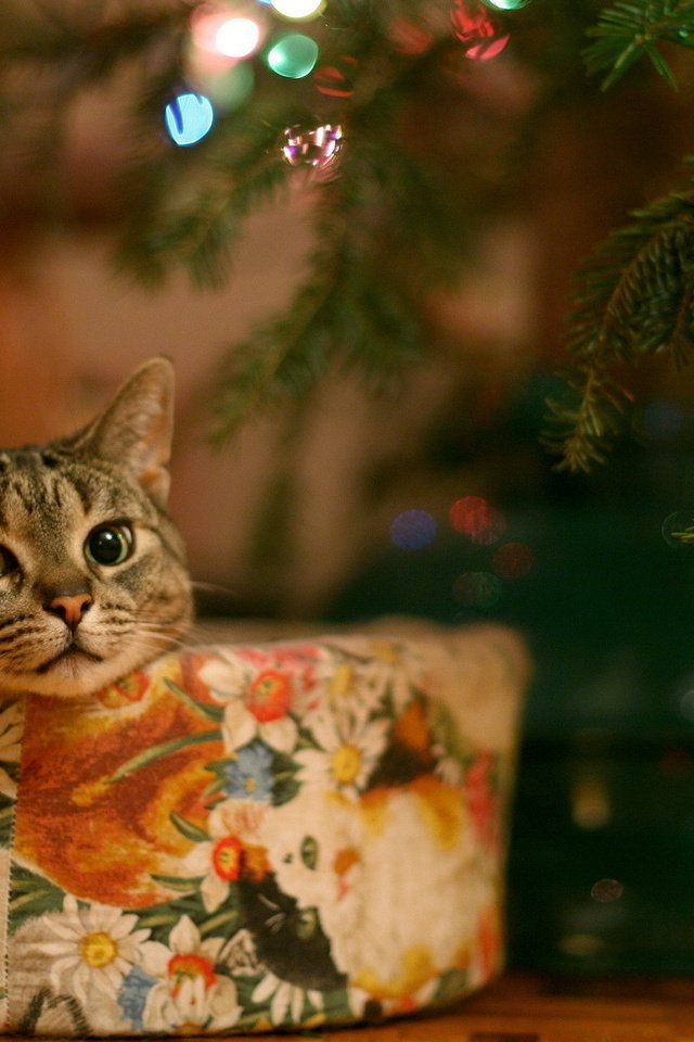 Обои глаза, елка, кошка, взгляд, подарок, гирлянда, eyes, tree, cat, look, gift, garland разрешение 1920x1080 Загрузить