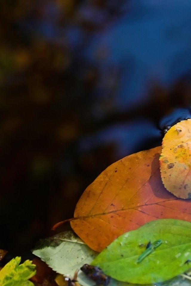 Обои вода, природа, макро фото, листья, лужа, water, nature, macro photo, leaves, puddle разрешение 2560x1600 Загрузить