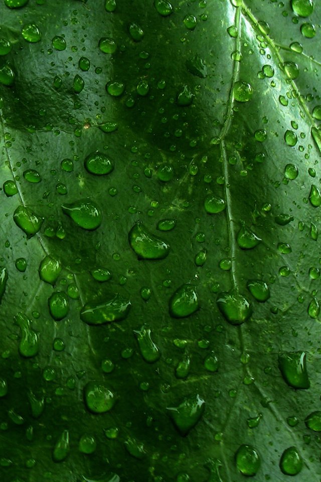 Обои природа, зелёный, макро, капли, лист, капли воды, nature, green, macro, drops, sheet, water drops разрешение 1920x1200 Загрузить