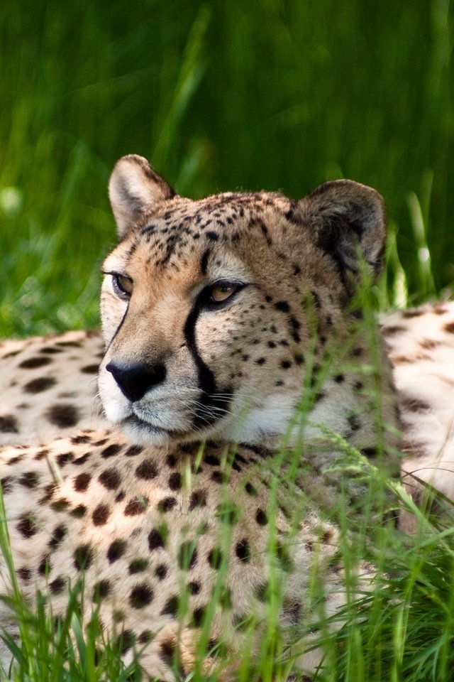 Обои трава, гепард, grass, cheetah разрешение 2560x1600 Загрузить