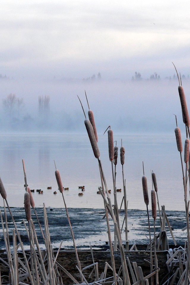 Обои болото, туман, камыш, рогоз, swamp, fog, reed, cattail разрешение 2560x1600 Загрузить