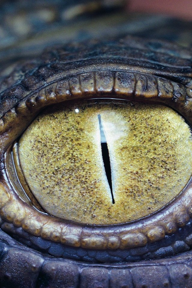 Обои глаз, крокодил, рептилия, крупным планом, пресмыкающиеся, eyes, crocodile, reptile, closeup, reptiles разрешение 3526x2276 Загрузить