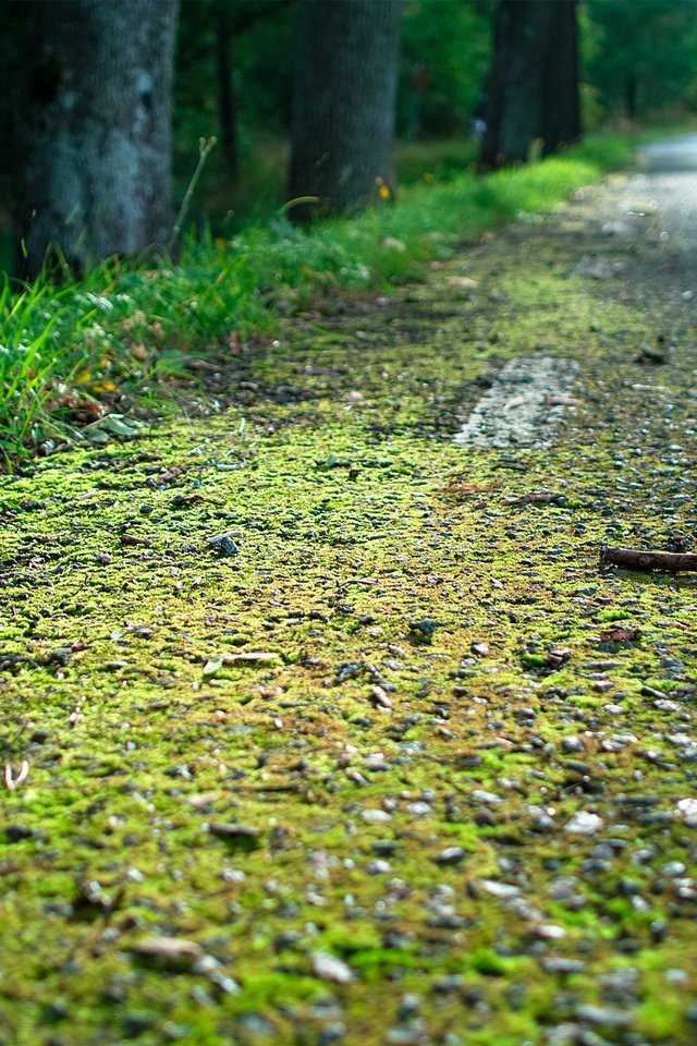 Обои дорога, трава, лес, мох, обочина, road, grass, forest, moss, roadside разрешение 1920x1200 Загрузить