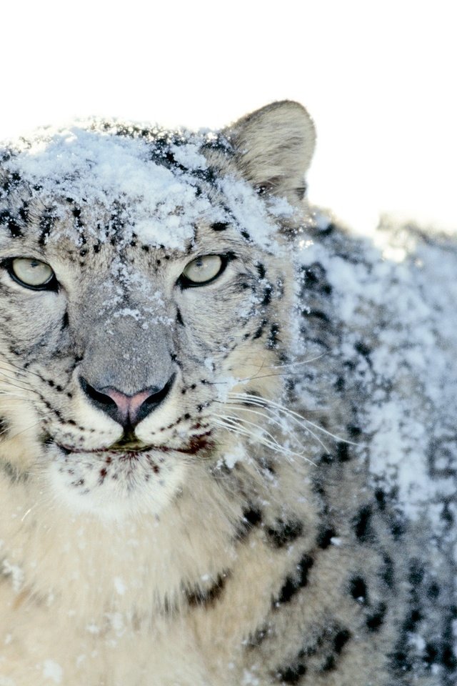 Обои снег, снежный барс, ирбис, snow, snow leopard, irbis разрешение 2560x1600 Загрузить