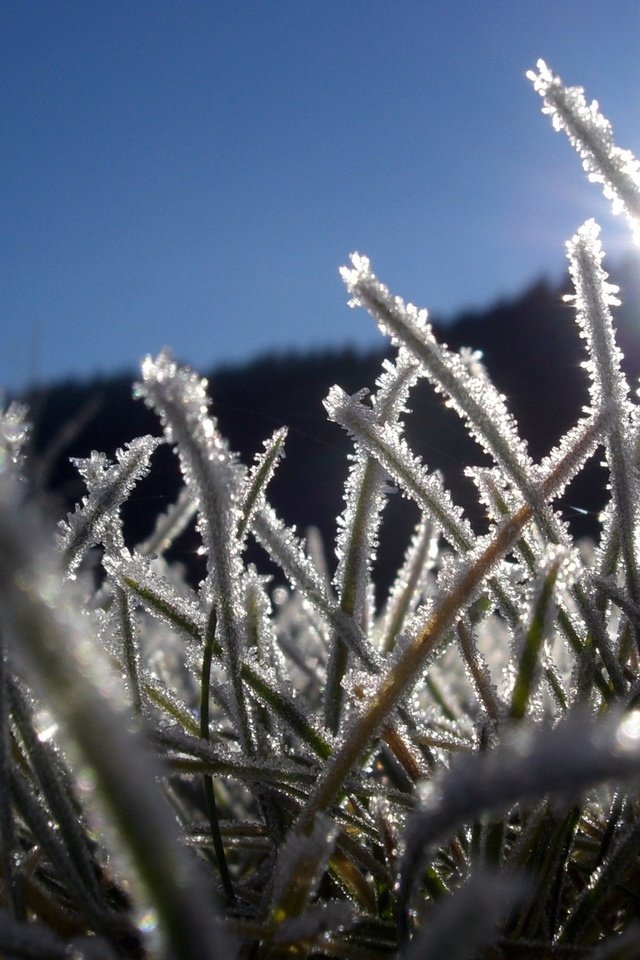 Обои трава, лёд, grass, ice разрешение 1920x1440 Загрузить