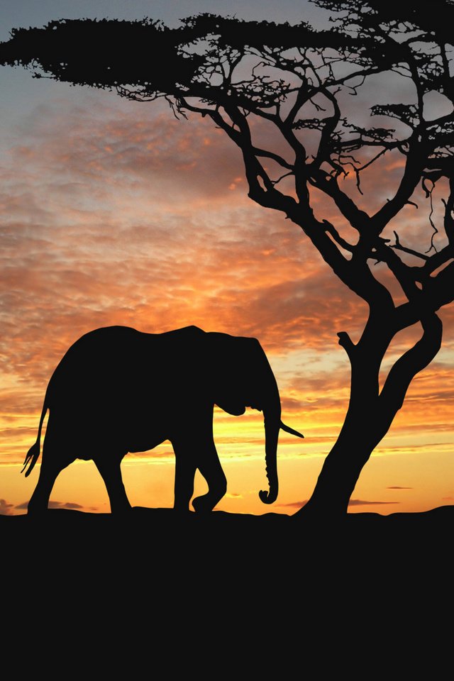 Обои деревья, вечер, животные, закат солнца, африка, слоны, саванна, nature animals wallpapers, trees, the evening, animals, sunset, africa, elephants, savannah разрешение 3531x2222 Загрузить
