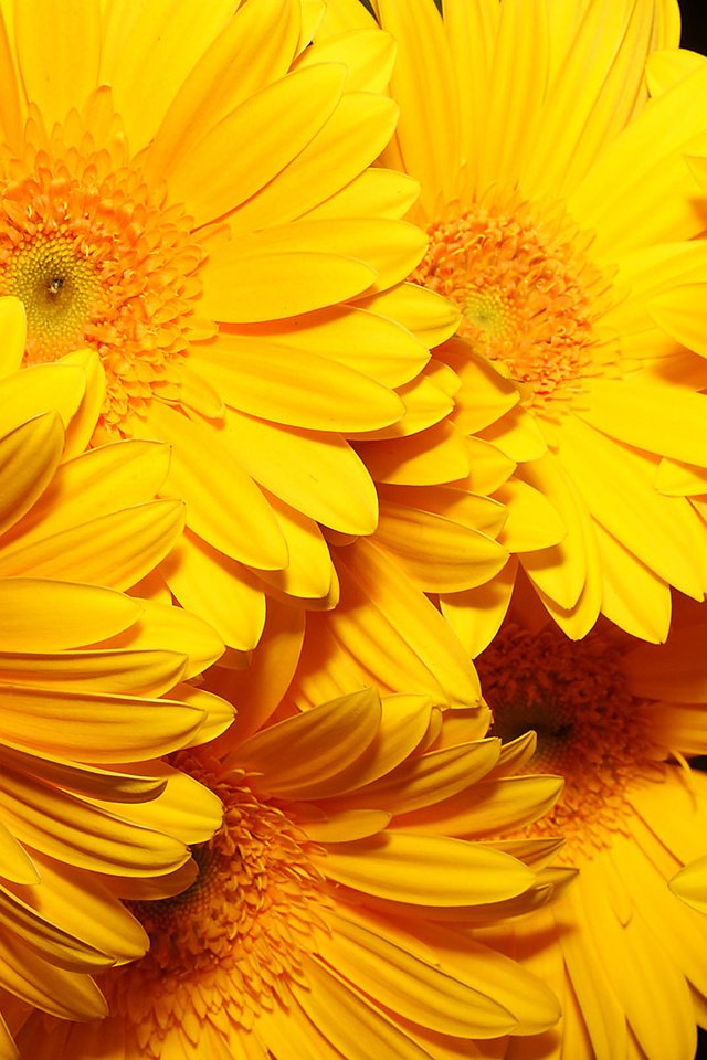 Обои цветы, фон, желтые, очень, flowers, background, yellow, very разрешение 1920x1200 Загрузить