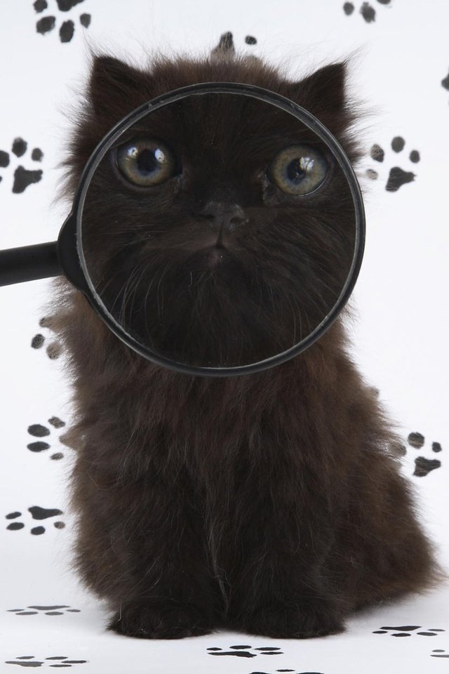 Обои котенок, следы, юмор, лупа, kitty, traces, humor, magnifier разрешение 1920x1200 Загрузить