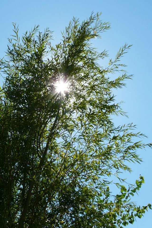 Обои небо, свет, солнце, дерево, ветки, луч, вершина, the sky, light, the sun, tree, branches, ray, top разрешение 1920x1082 Загрузить